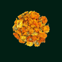 EVA CALENDULA HERBS (NARENJ)